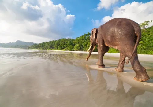 Elephant Beach